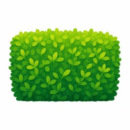hedge